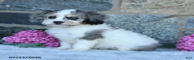 Fluffy