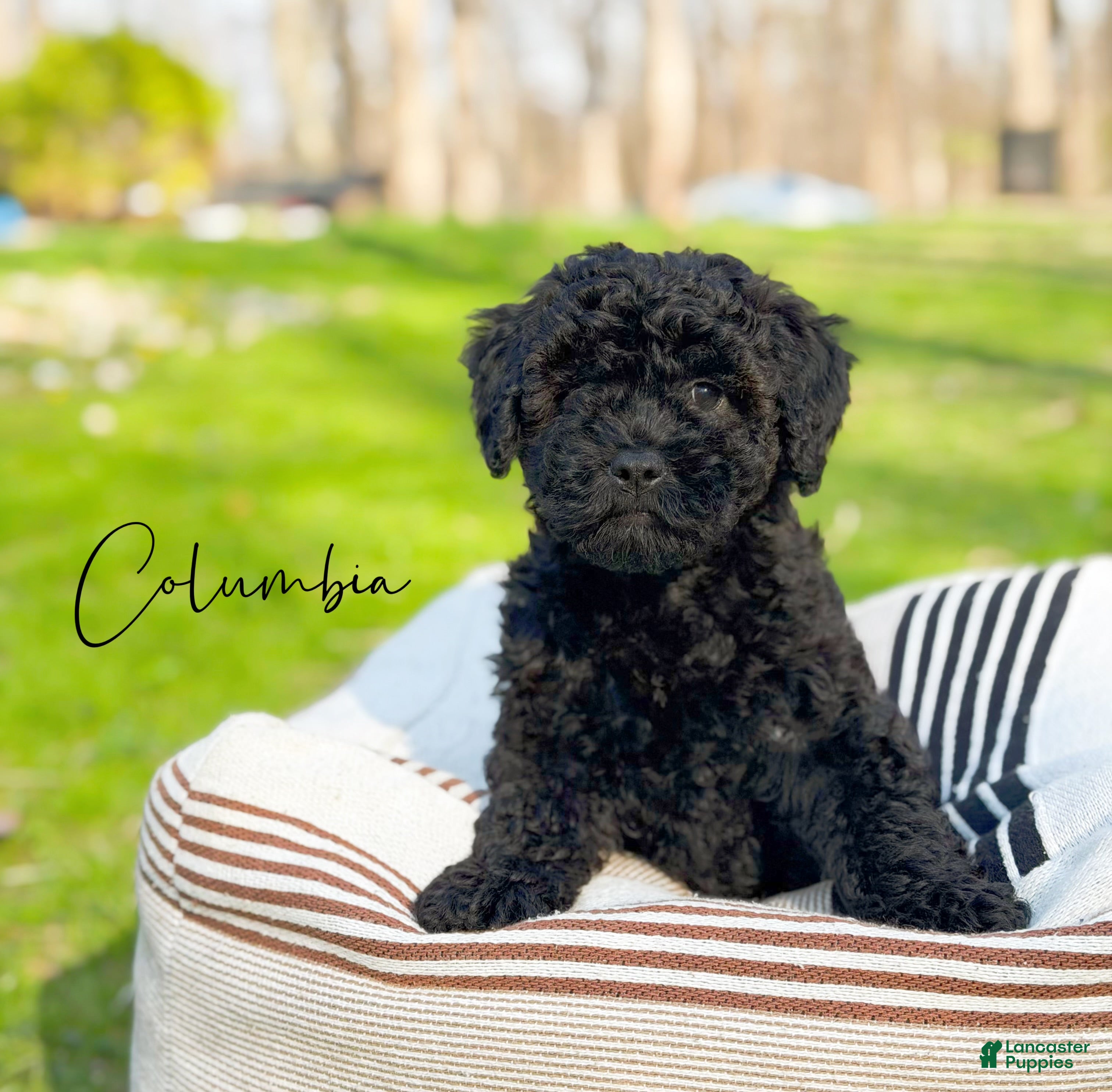Mini Goldendoodle dogs Columbia - Ad 1