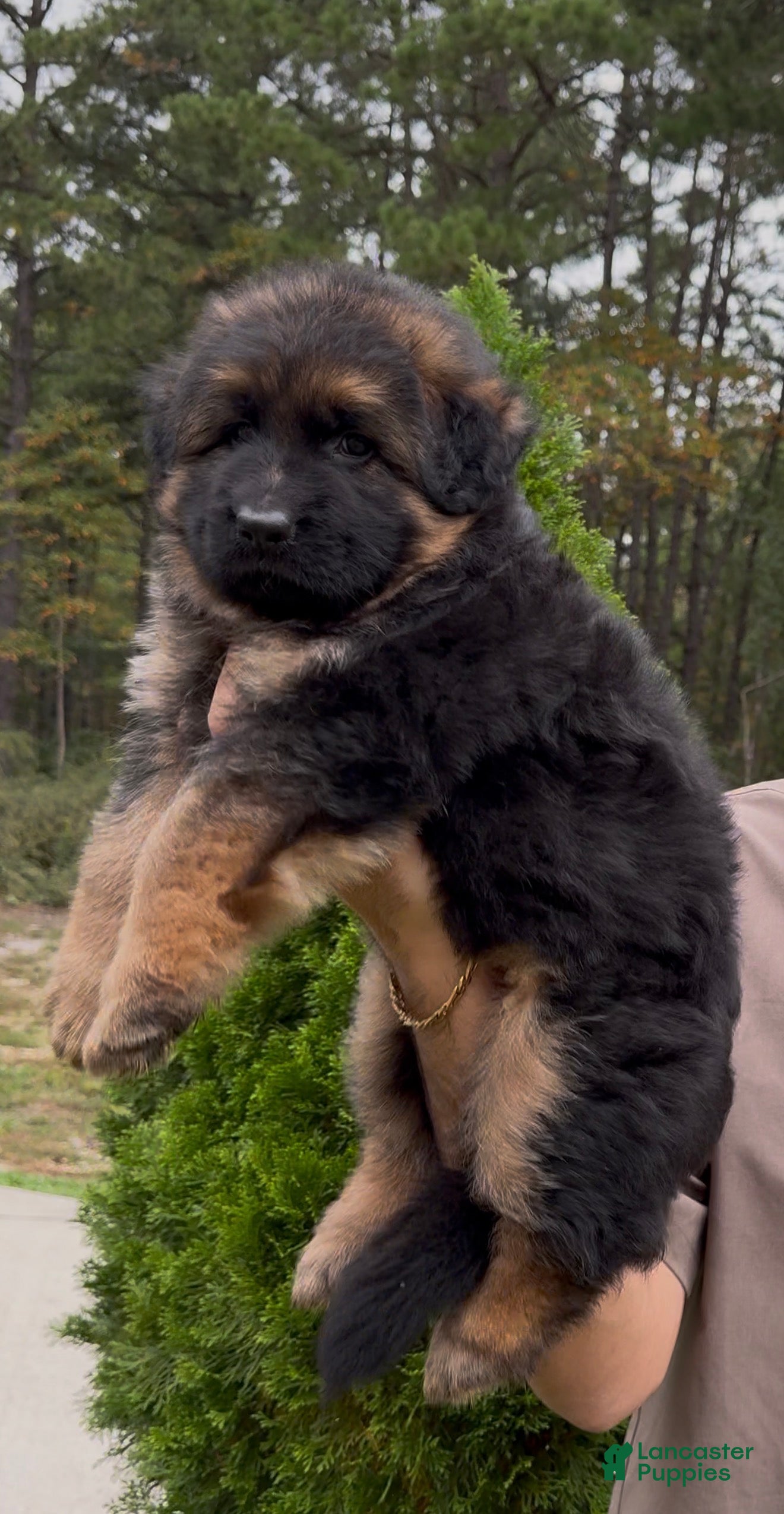 German Shepherd dogs Xena - Ad 2