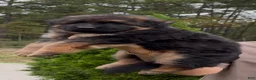 German Shepherd dogs for sale: Xena - Ad 2
