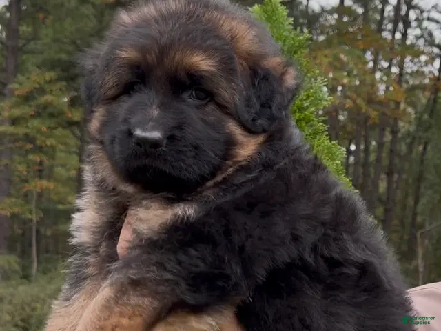 German Shepherd dogs for sale: Xena - Ad 2