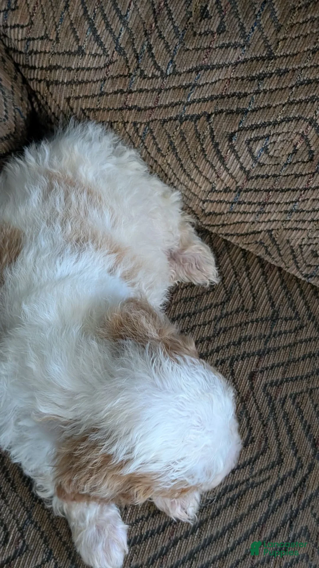Miniature Poodle dogs for sale: Sheba - Ad 5