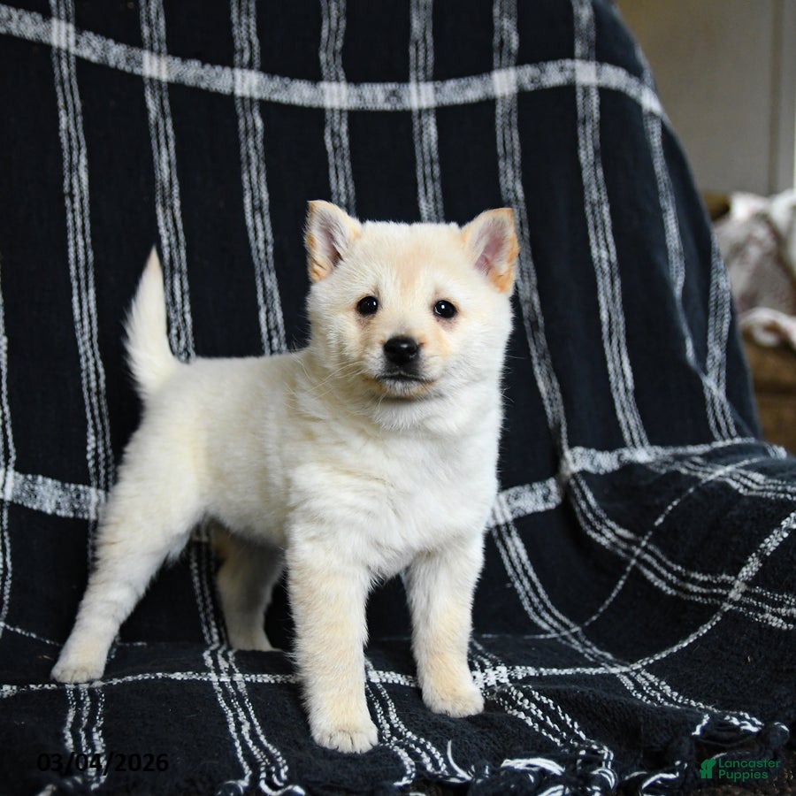 Schipperke dogs Fiona - Ad 1