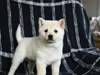 Schipperke dogs for sale: Fiona - Ad 3