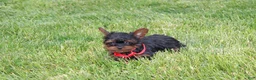 Yorkiepoo dogs for sale: Emmett  - Ad 3
