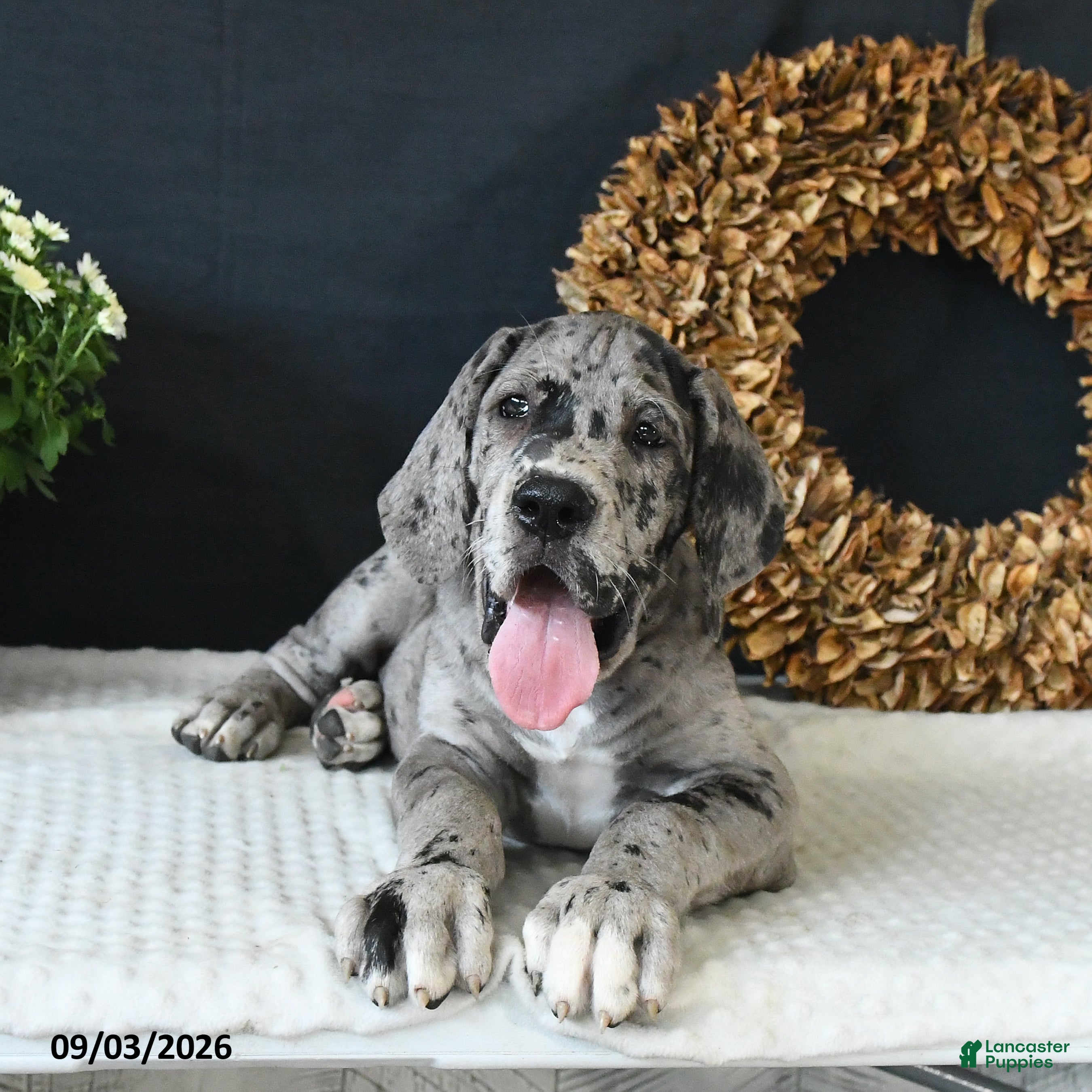 Great Dane dogs Jax - Ad 1