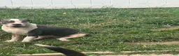 American Bully dogs for sale: Harley - Ad 8