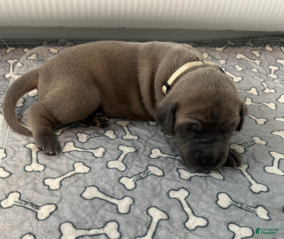 Great Dane dogs for sale: Tan Collar - Ad 2