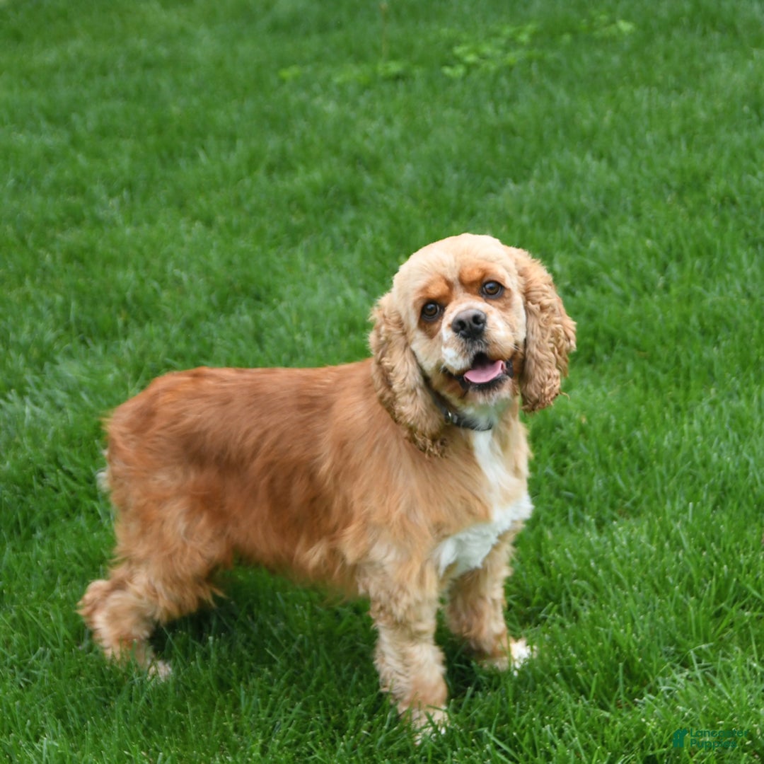 Mini Hippo dogs for sale: Destiny - Ad 6