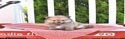 Pomeranian dogs for sale: Kneji - Ad 4