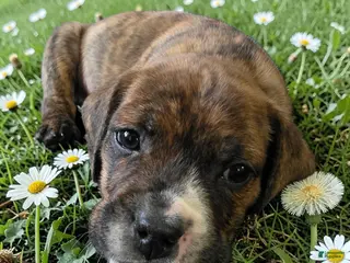 Mixed Breed dogs Snoop Dogg - Ad 3