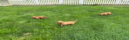Cavalier King Charles Spaniel dogs for sale: Danny Boy❤️AKC Registered - Ad 4