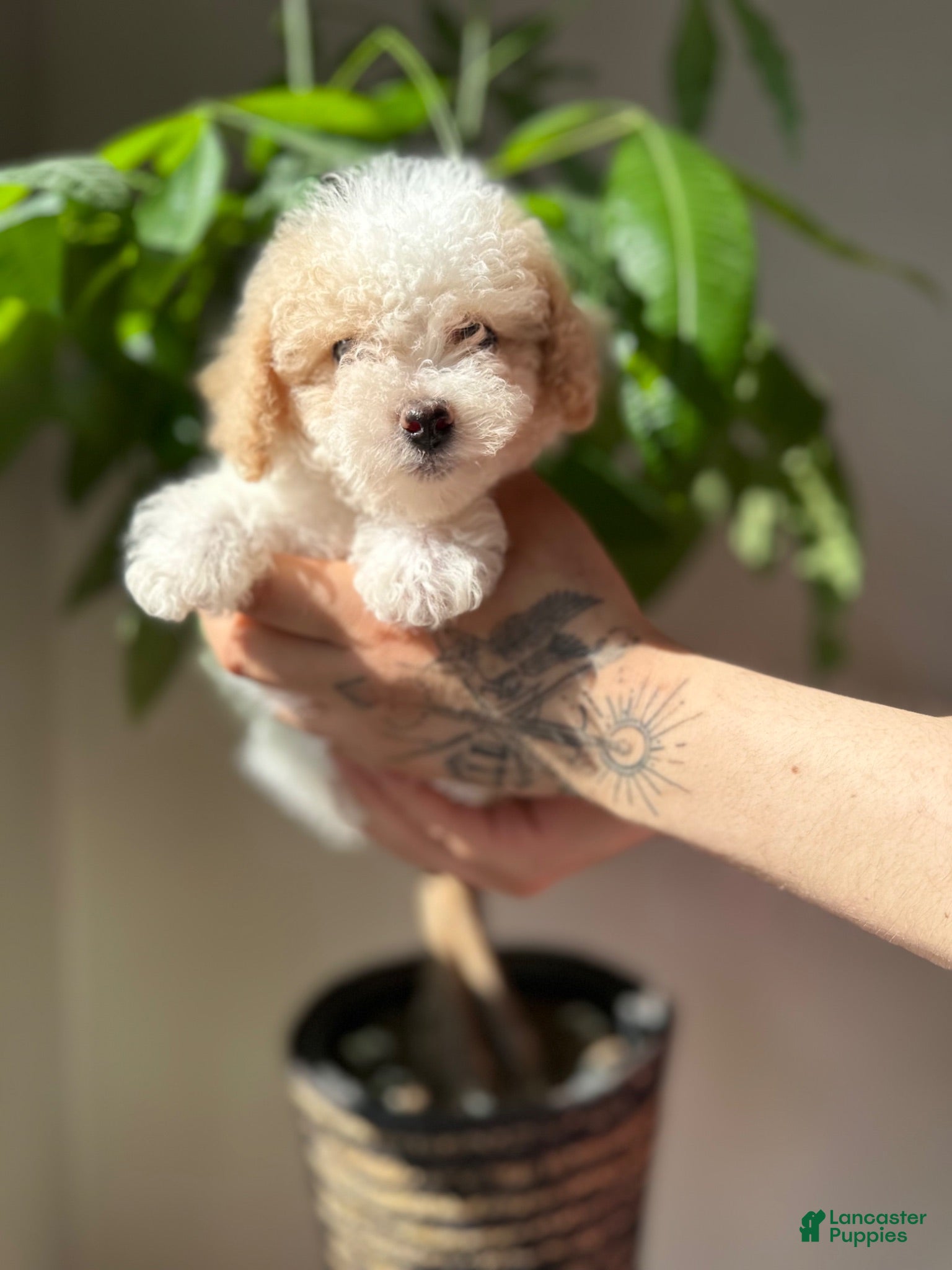 Maltipoo dogs Maltipoo 3 - Ad 2