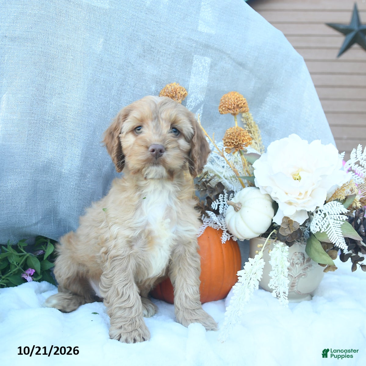 Cockapoo dogs Amber - Ad 1