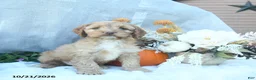 Cockapoo dogs for sale: Amber - Ad 1
