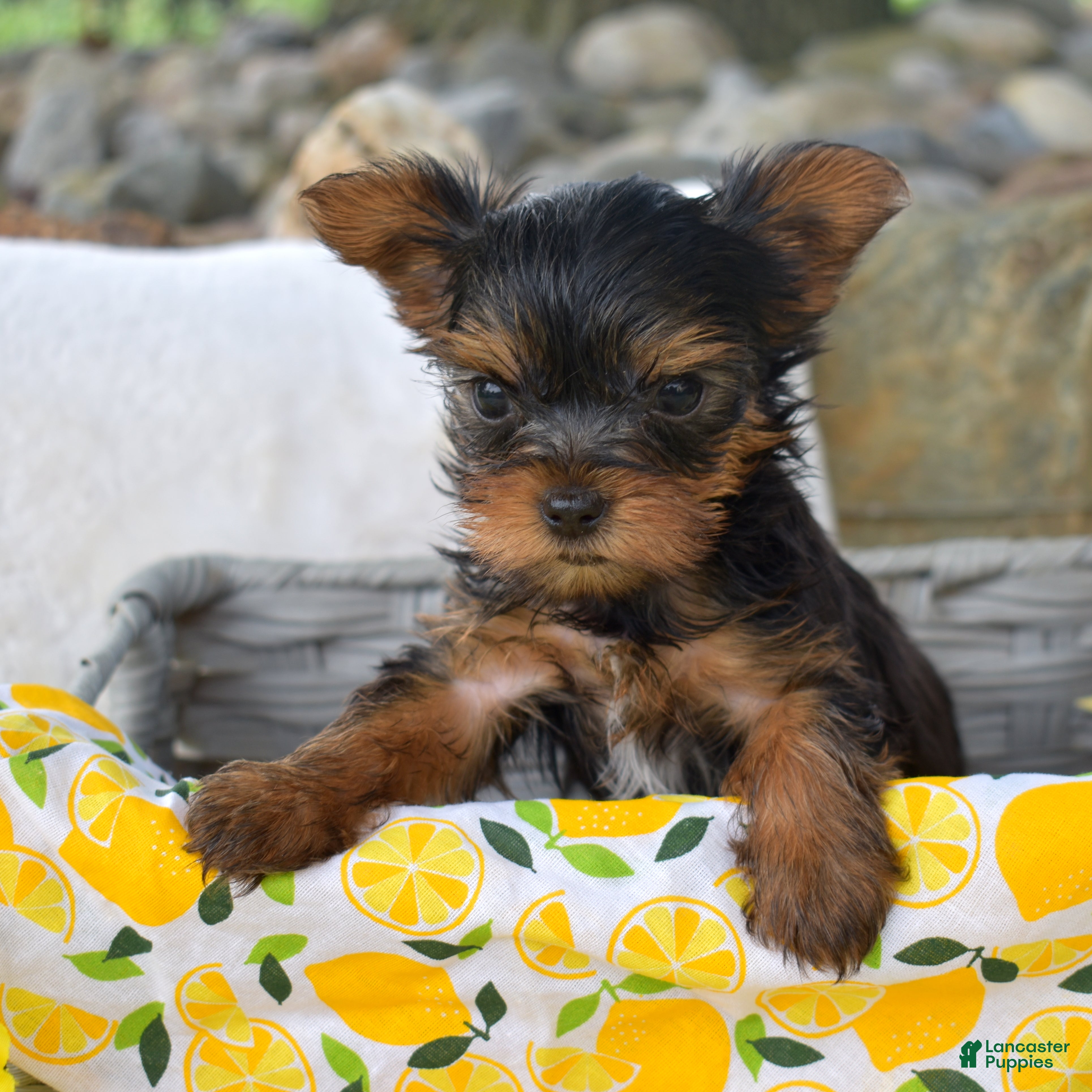 Yorkshire Terrier dogs Cora | Teacup  - Ad 1