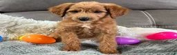 Mini Goldendoodle dogs for sale: Lucy (Micro Mini Girl) - Ad 4
