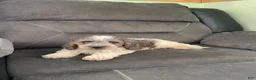 Cockapoo dogs for sale: Cockapoo 1 - Ad 6