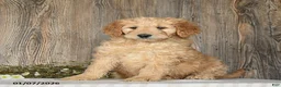 Goldendoodle dogs for sale: Epic - Ad 2