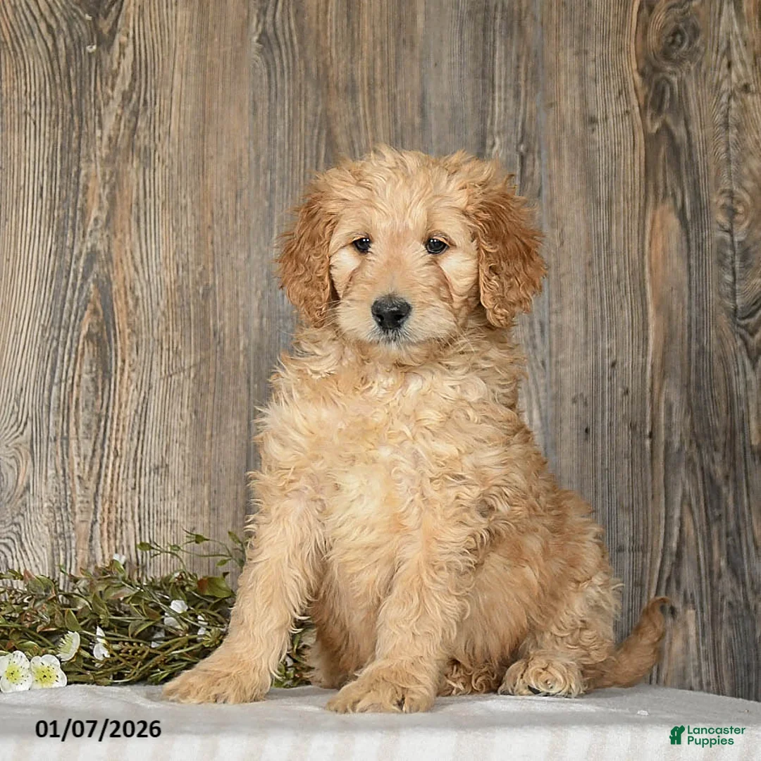 Goldendoodle dogs for sale: Epic - Ad 2