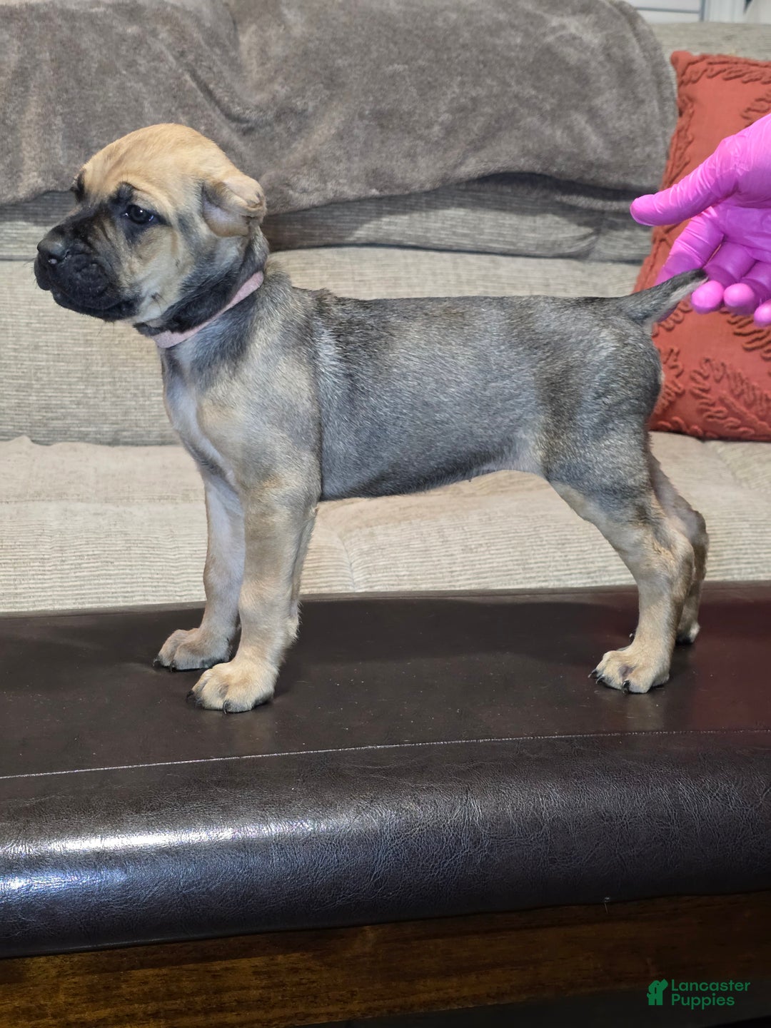 Cane Corso dogs for sale: Cane Corso Puppy 11 - Ad 10
