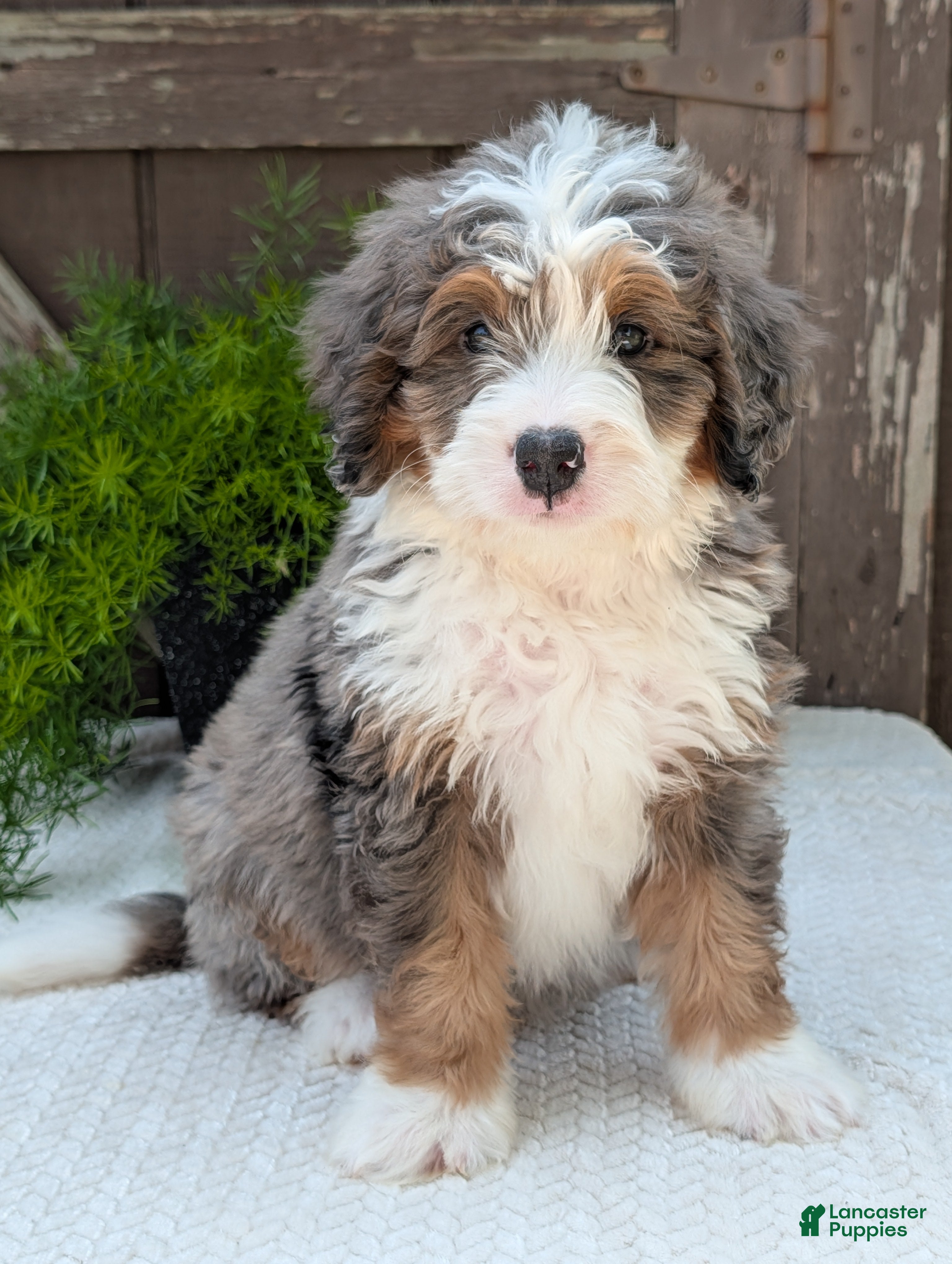 Mini Bernedoodle dogs Mini Banks  - Ad 1
