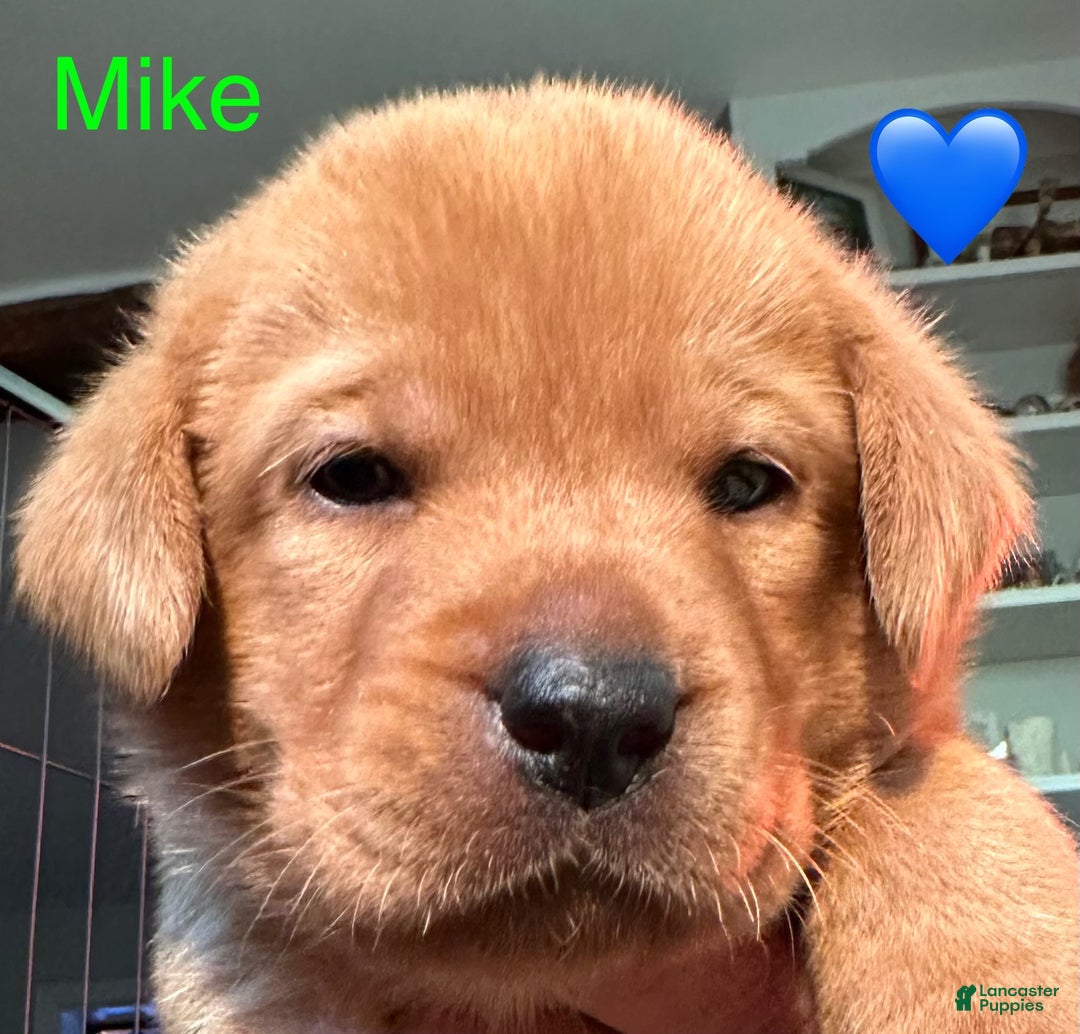 Labrador Retriever dogs for sale: Mike - Ad 2