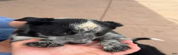 Mixed Breed dogs for sale: Mixed Breed Puppy 3 - Ad 5