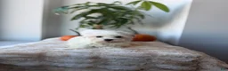 Maltese dogs for sale: Rabbit - Ad 4