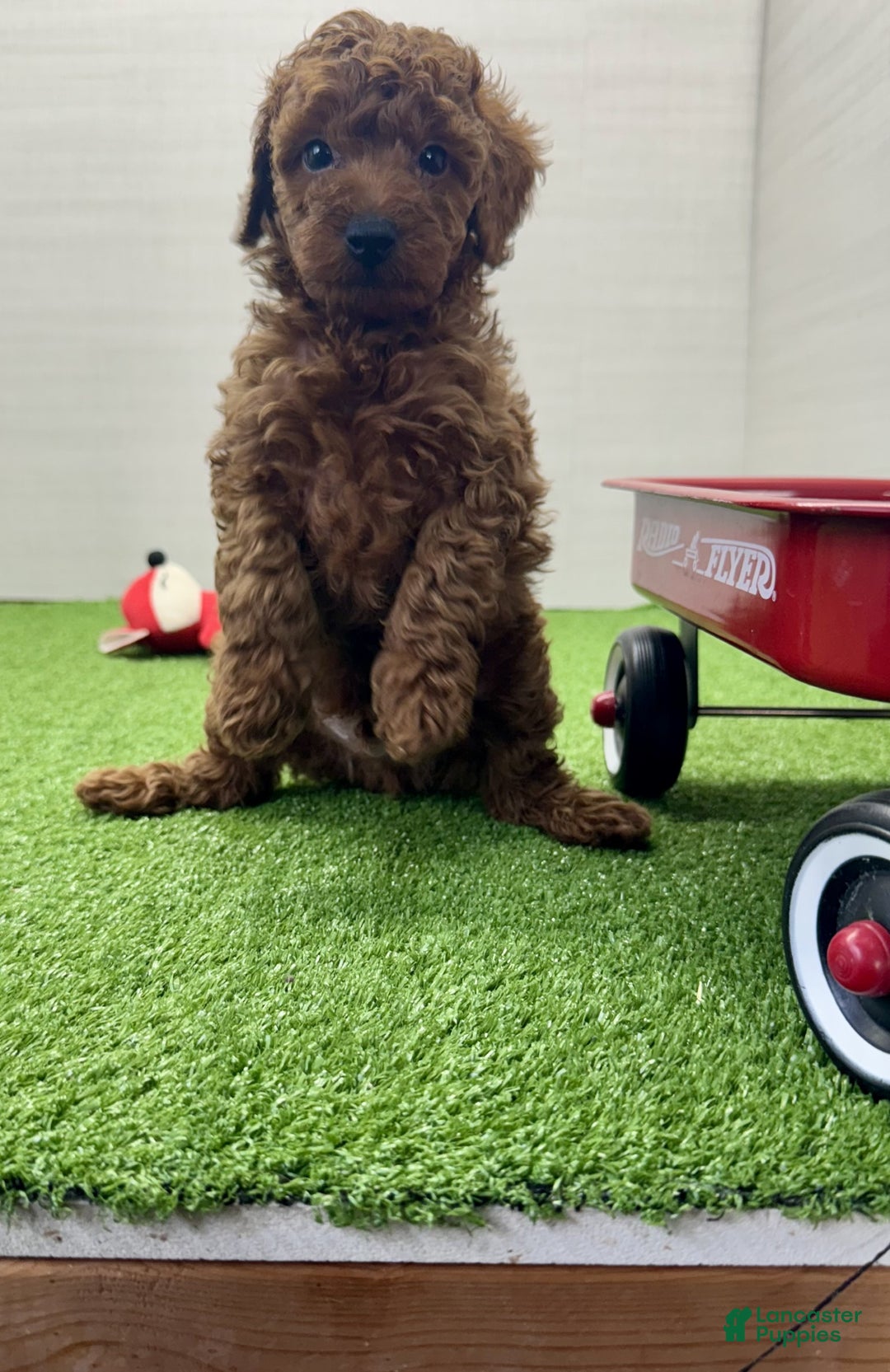 Miniature Poodle dogs for sale: Champ - Ad 14
