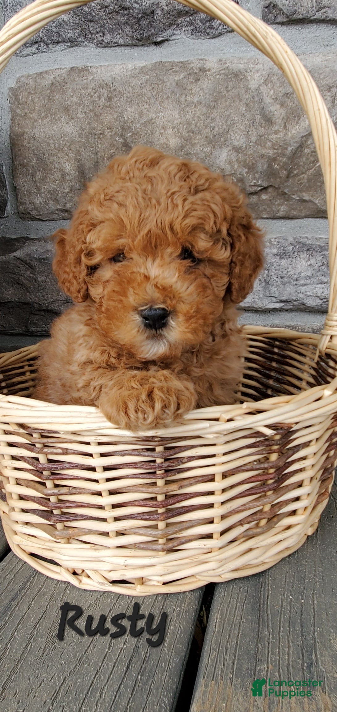 Toy Poodle dogs Rusty - Ad 2