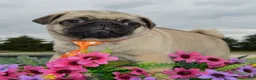 Pug dogs for sale: Porter - Ad 9