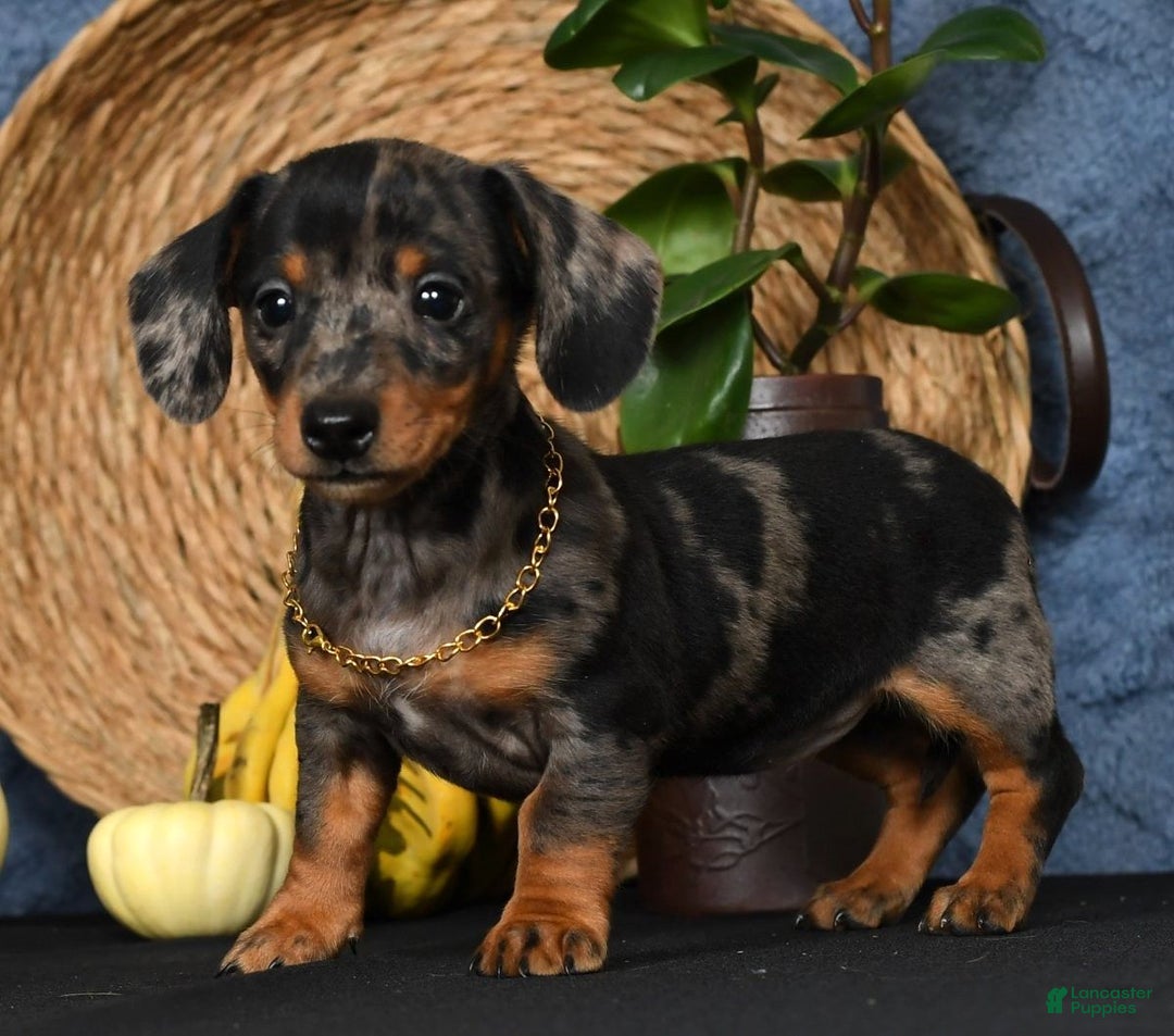 Miniature Dachshund dogs for sale: Roxie - Ad 3