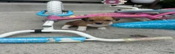 Jack Russell Terrier dogs for sale: Sparkle 💖  - Ad 6