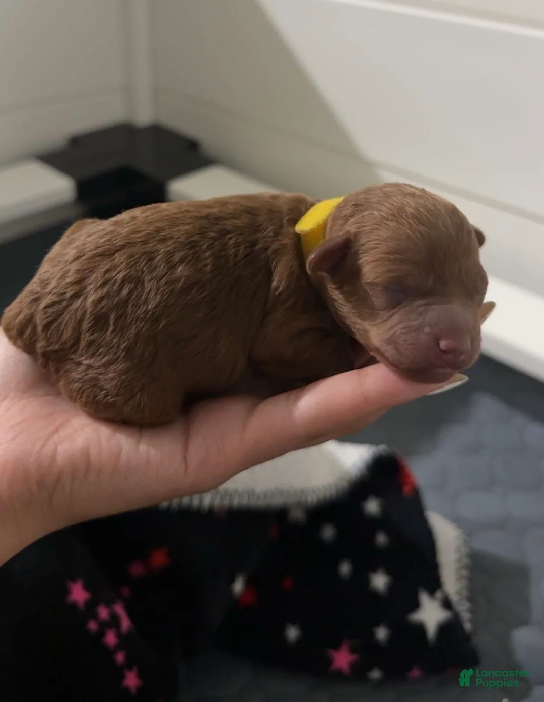 Mixed Breed dogs for sale: Yellow collar Poodle - Ad 1