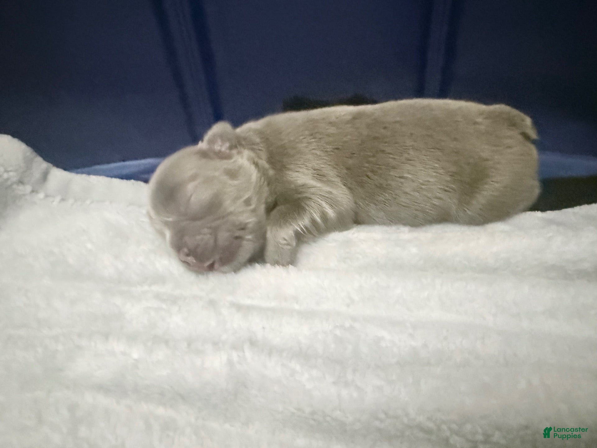 French Bulldog dogs Elara - Ad 7