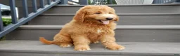 Mini Goldendoodle dogs for sale: Kenny - Ad 2