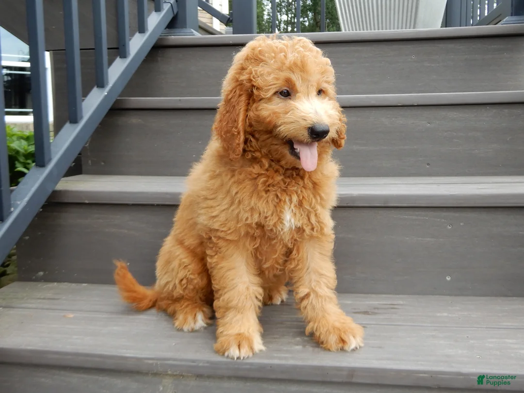 Mini Goldendoodle dogs for sale: Kenny - Ad 2