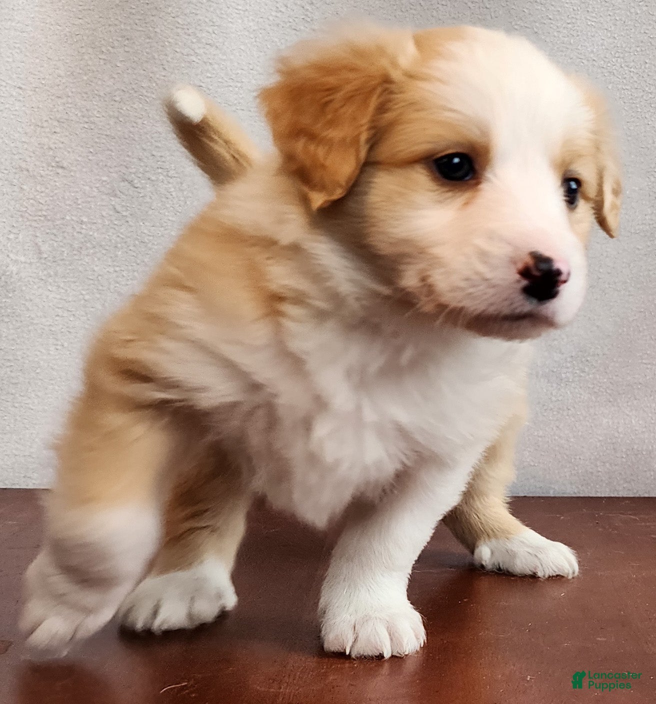 English Shepherd dogs Ro - Ad 3