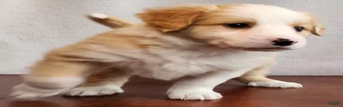 Ro
