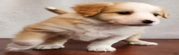 English Shepherd dogs for sale: Ro - Ad 1