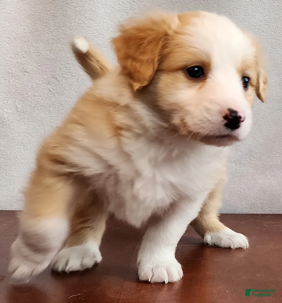 English Shepherd dogs for sale: Ro - Ad 1