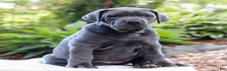 Cane Corso dogs for sale: Skye  - Ad 3