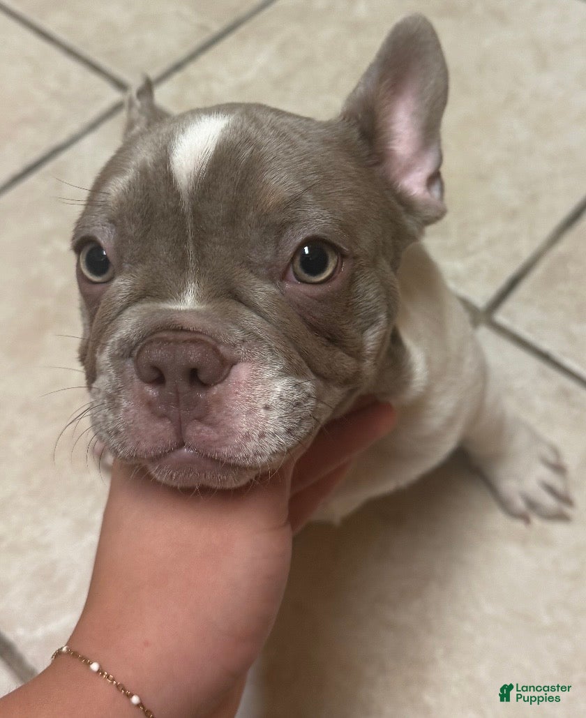 French Bulldog dogs Aubrey-Micheal  - Ad 29