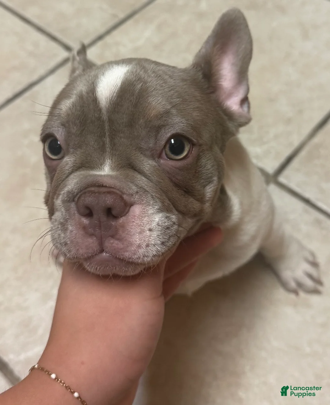 French Bulldog dogs for sale: Aubrey-Micheal  - Ad 1