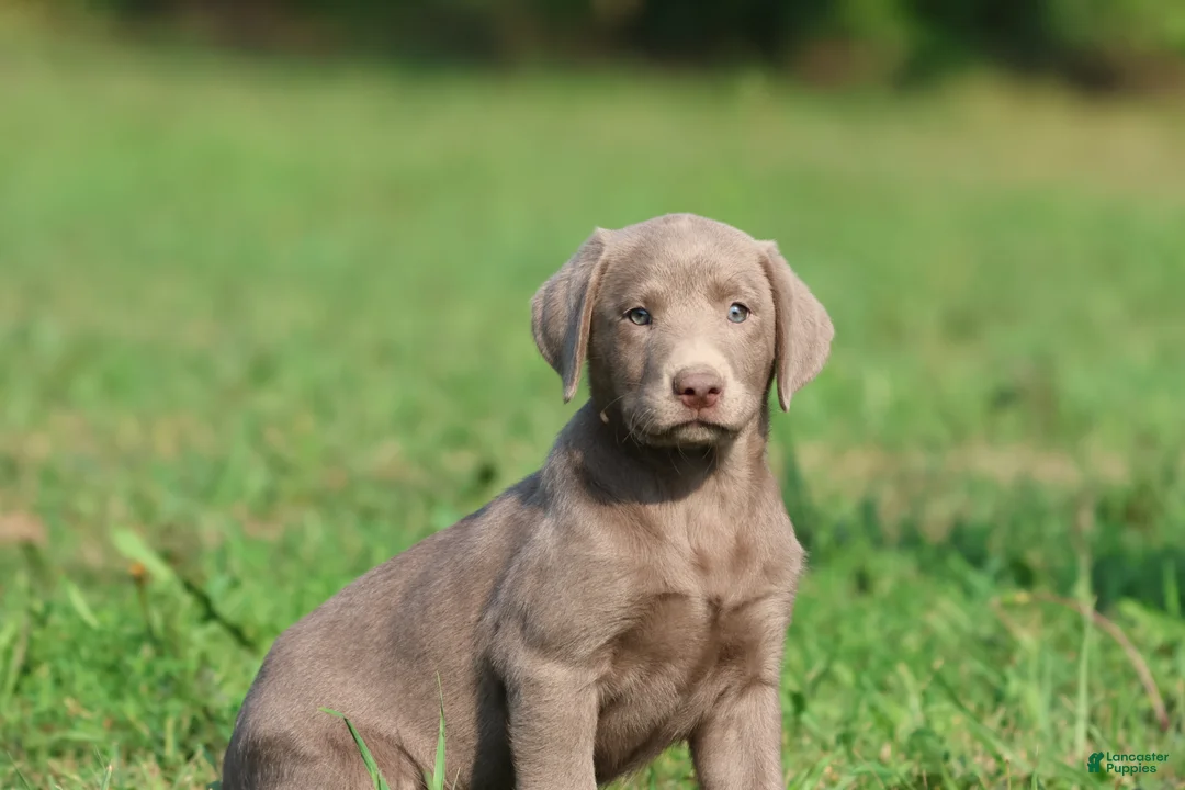 Labrador Retriever dogs for sale: Misty - Ad 2