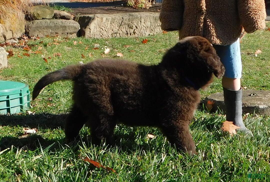 Newfoundland dogs for sale: Joey - Ad 8