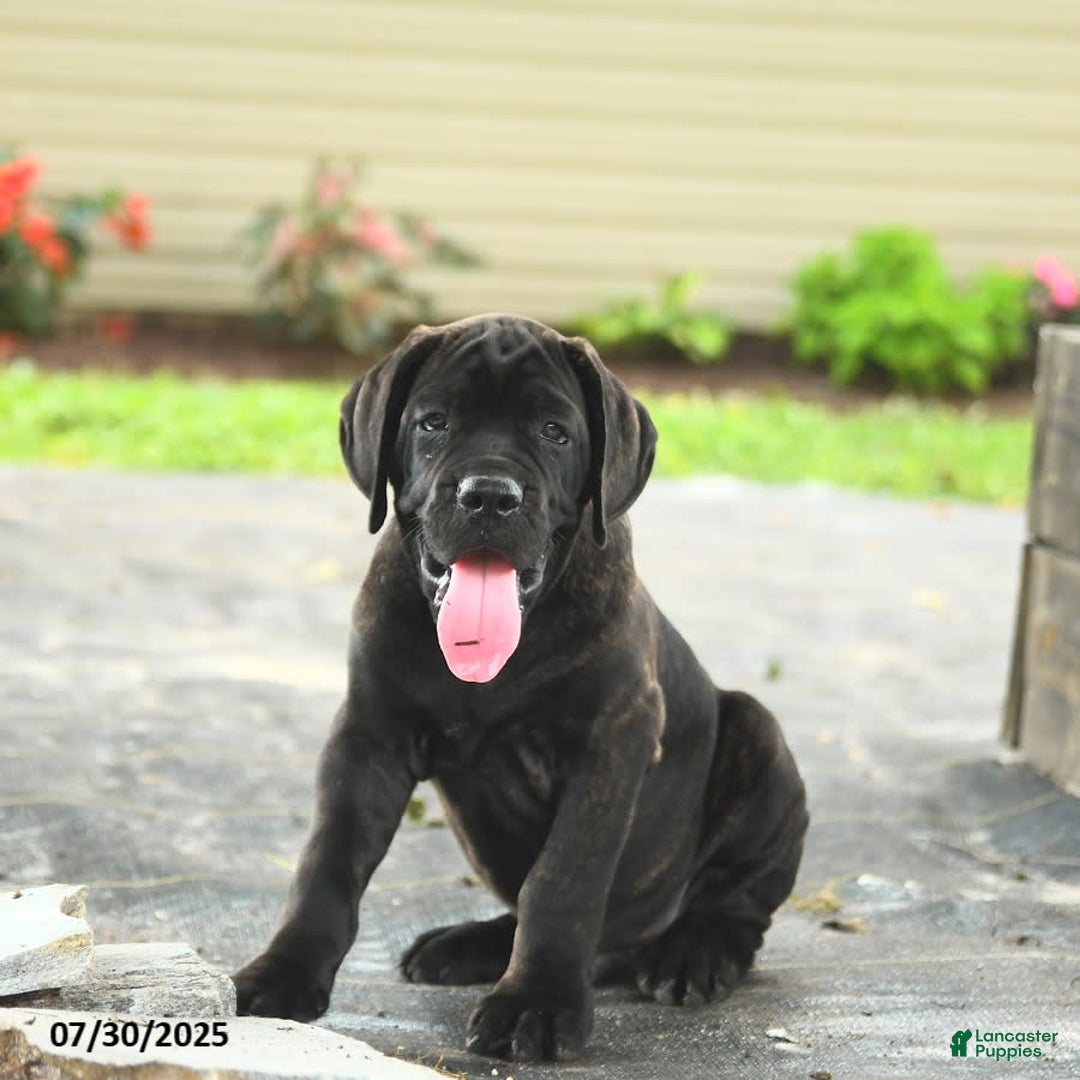 Cane Corso dogs for sale: Rockford - Ad 16