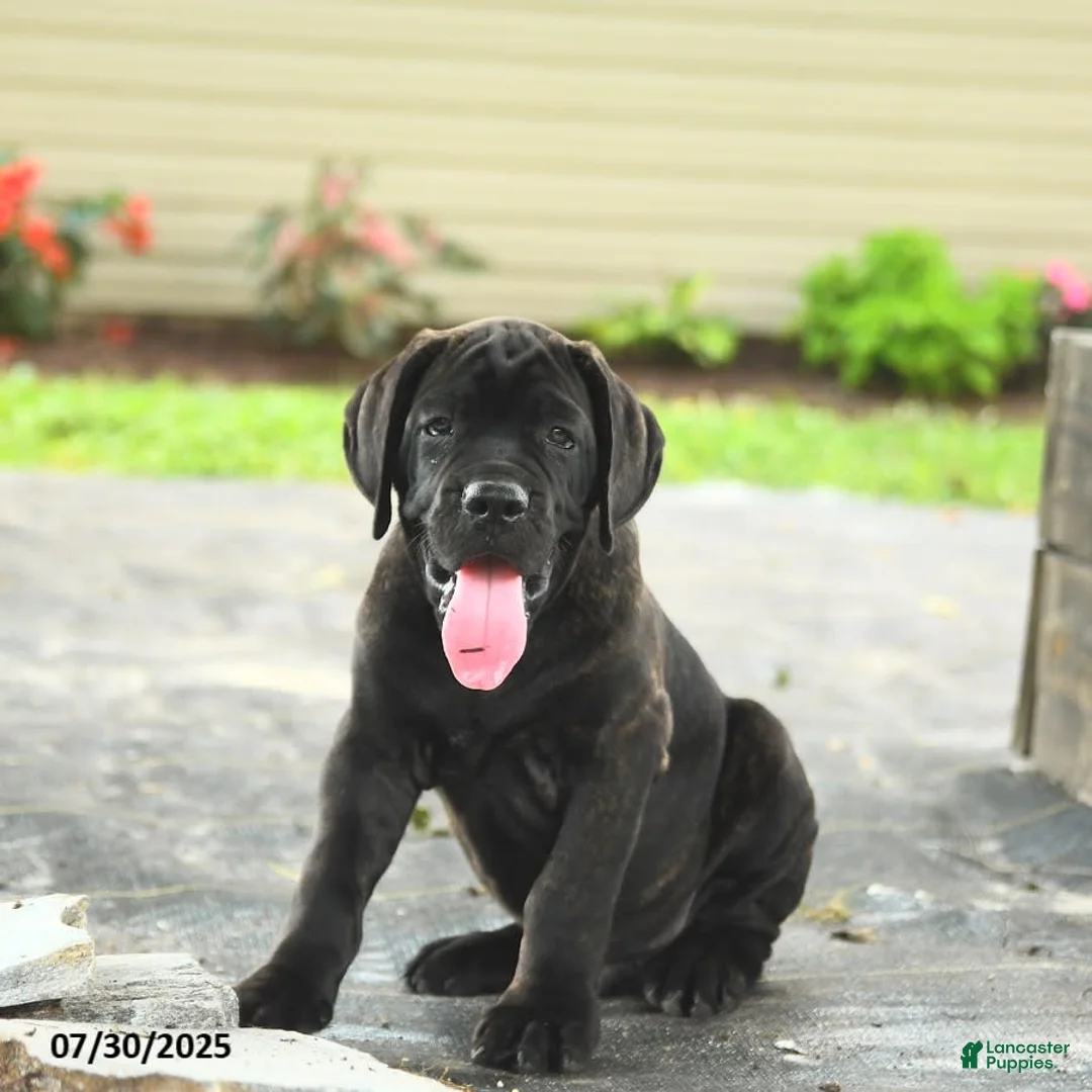 Cane Corso dogs for sale: Rockford - Ad 21