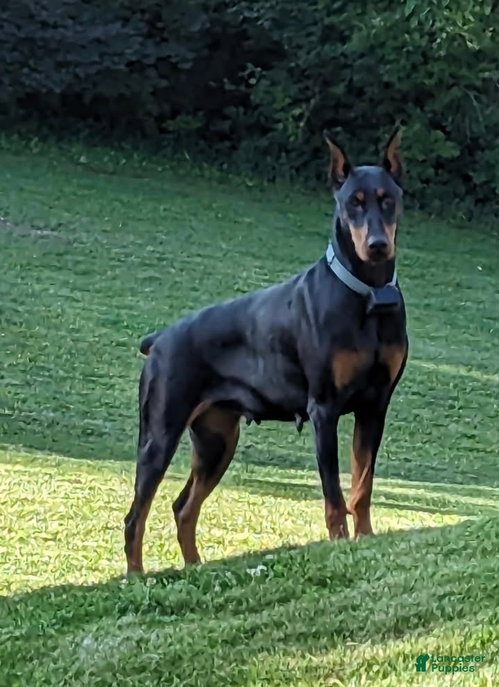Doberman Pinscher dogs Chelsea - Ad 2